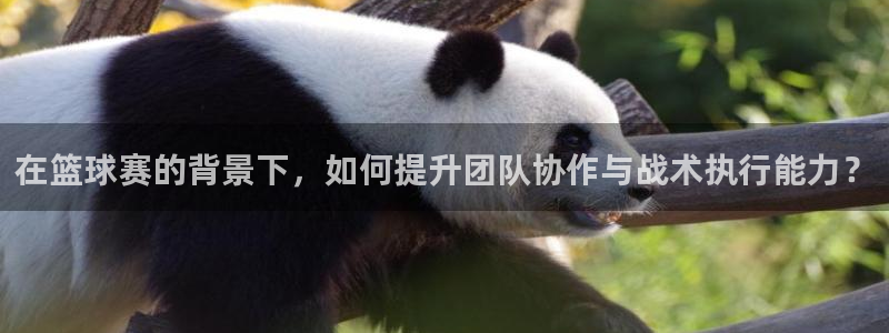 在篮球赛的背景下，如何提升团队协作与战术执行能力？